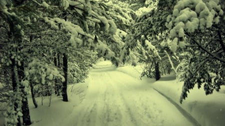 road - winter, nature, trees, road