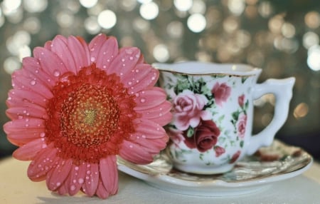 Tea time - gerbera, cool, pink, photography, beautiful, tea, flowers, still life