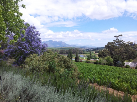 Stellenbosch Splendor - flowers, trees, stellenbosch, mountains