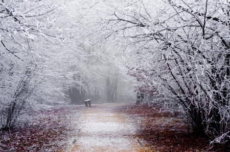 Winter - trees, winter, bench, path, nature, pathway, forest, winter time, woods, snow, splendor, snowy