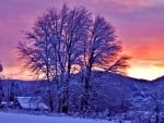 cabin in a forest at sundown in a purple winter