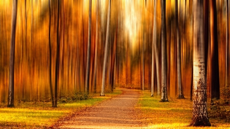 scattered light through a forest in autumn - path, scattered, autumn, forest, light