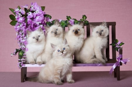 Kittens photo models - cool, cats, photography, animals, flowers, bench, cute