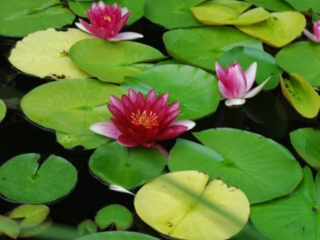 Beautiful Lotus Pond - pretty, water, Flowers, pond, petals, pink, Lotus, nature, lily pads