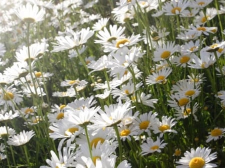 Spring In Full Bloom - nature, petals, flowers, daisies, lovely, spring