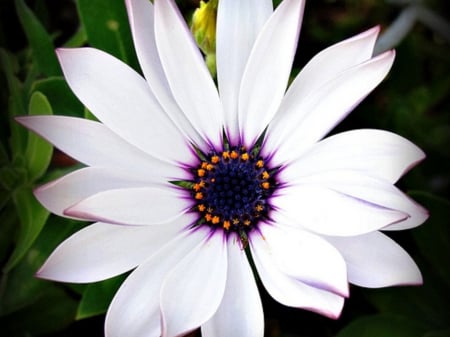 Pretty Flower - white, nature, purple, petals, delicate, lovely, flower