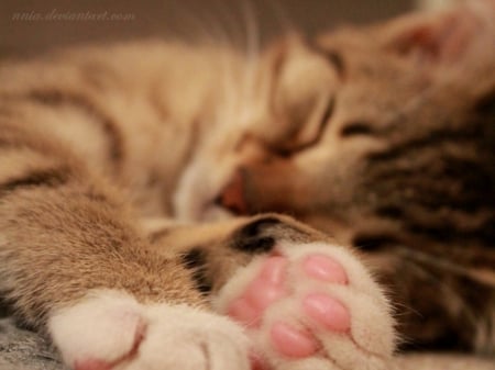 Cat Nap - asleep, cat, adorable, kitty, feline, pet, kitten, paws, precious, animal, cute