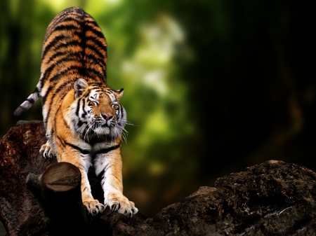 A Morning Stretch - stretching, stripes, animal, tiger, big cat, beautiful