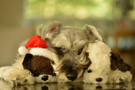 Christmas dog - animal, pretty, cute, animals, beautiful, sweet, puppy, puppys, dogs, lovely, dog