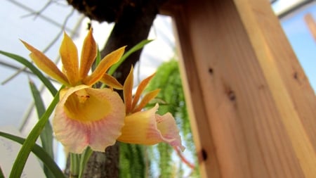 Lovely orchid - orchid, Lovely, flower, nature