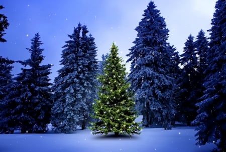 Christmas tree - quiet, winter, decoration, beautiful, snow, forest, tree, christmas, nature, holiday, lights, lovvely, serenity, sky