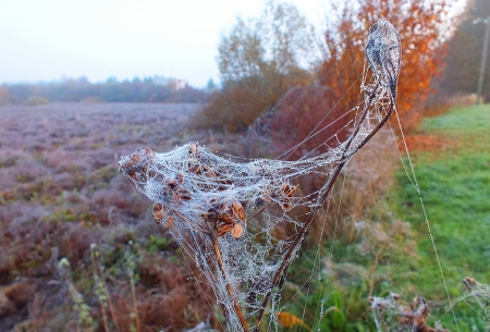 Autumn. - macro, nature, others, fields