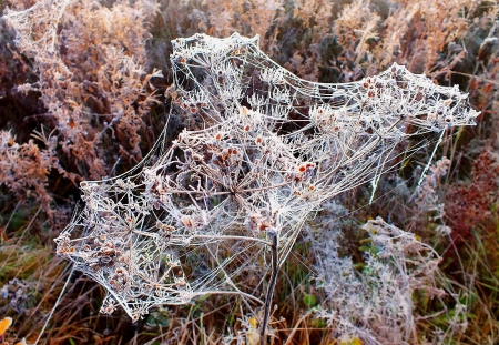 Autumn. - fields, nature, others, macro