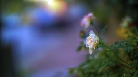 Rose - flower, nature, rose, plant