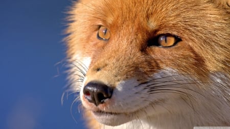 Face of the fox - wildlife, wallpaper, cute, animals, sweet, hd, eyes, fox, natire, wild, predators, close-up, red fox