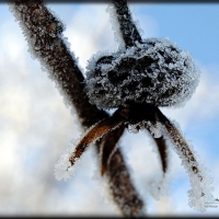 Summery berry hoar frost