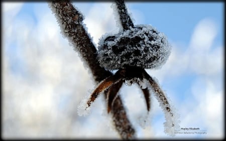 Summery berry hoar frost - berry, wallpaper, winter, frozen, frost, abstract, hd, grass, frosted, photography, ice, macro, nature, snow, cold