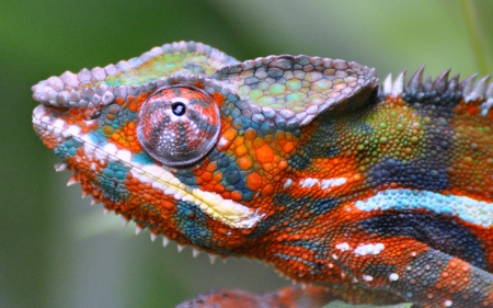 Chameleon - reptiles, animals, chameleon, colorful