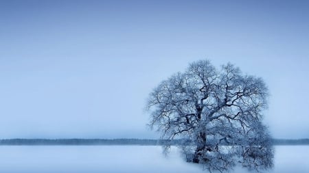 lone tree on a gray winter day - winter, fields, tree, gray