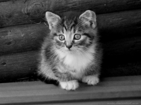 Adorable Furry Kitten - Sweet, precious, cat, pet, animal, kitten, cute, adorable, Furry