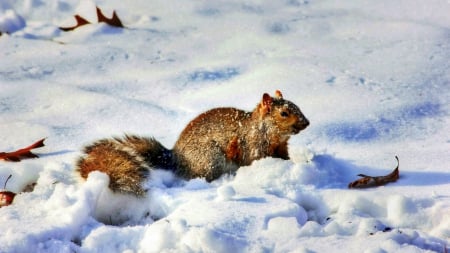 play time - winter, nature, squirrel, snow