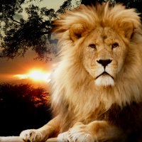 King of Africa