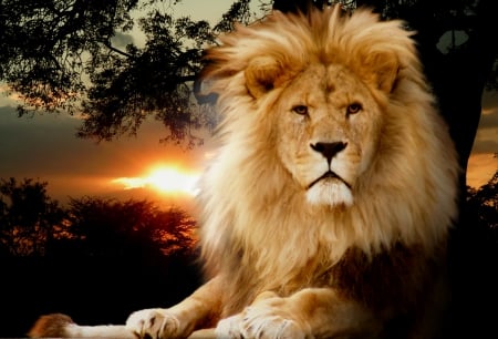 King of Africa - lion, sunlight, africa, cat