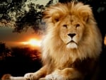 King of Africa