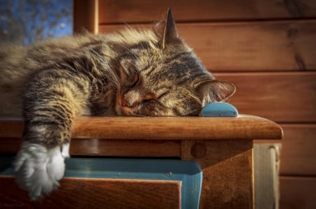 Cat - pretty, cat face, sleepy, paws, kitten, cats, face, sleeping, hat, beautiful, beauty, lovely, sweet, cat, cute, animals, kitty