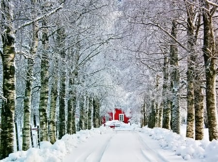 Winter - snowflakes, splendor, snow, photo, sky, sun, trees, winter, beautiful, photography, lovely, tree, wonderful, ice, nature, snowflake, cold