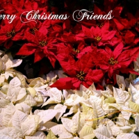 ~ â™¥áƒ¦ Merry Christmas Friends áƒ¦â™¥ ~