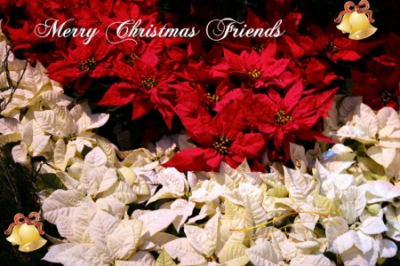 ~ ♥ღ Merry Christmas Friends ღ♥ ~