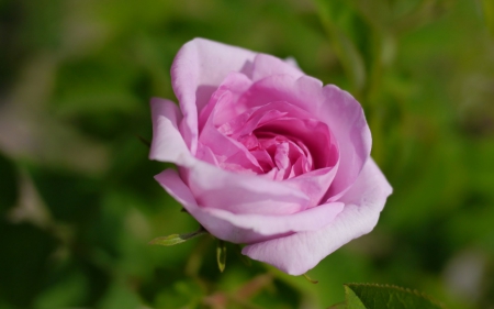 Pink rose - flower, pink, rose, green