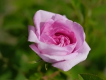 Pink rose