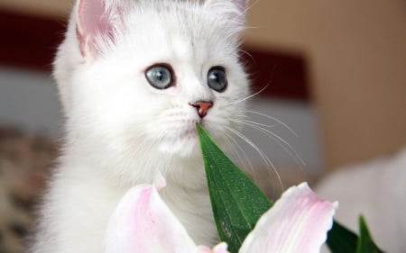 White cat - cat, white cat, kitty, cats, cute, kitten