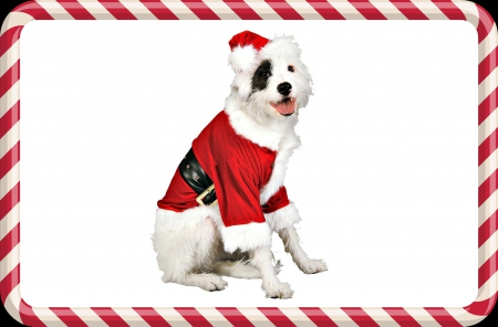 Merry Christmas! - hat, frame, dog, santa claus, christmas, white, animal, costume, red, cute