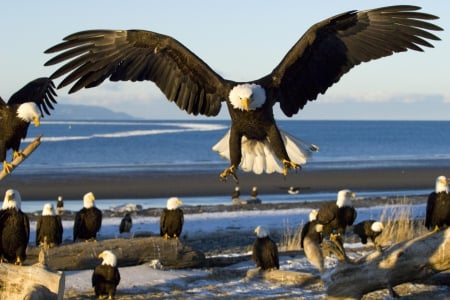 Proud Species - wildlife, ocean, bald eagle, beach, eagles, animals, coast, lamding, flying, sea, birds