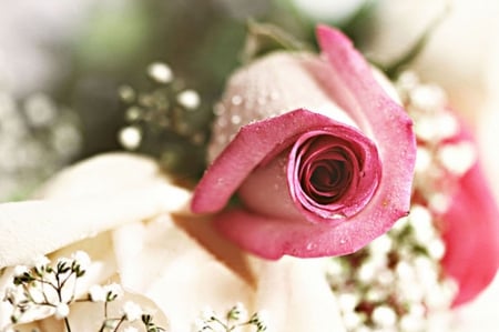 Rosebud - beauty, nature, wedding bride, pink, soft, pastel, flowers, rosebud