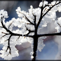 Winter branch