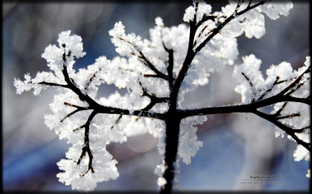 Winter branch - abstract, branch, winter, frosted, photography, snow, HD, ice, frozen, nature, cold, frost, wallpaper