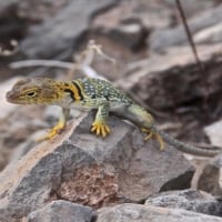 Yellow Collared Lizard, Goosenecks State Park, Utah