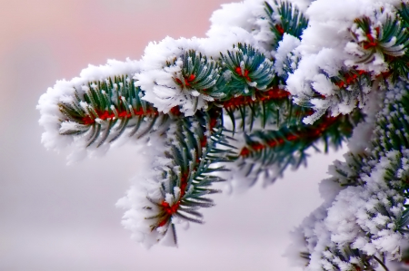 Winter - sky, trees, photography, sun, wonderful, cold, tree, ice, snowflake, winter, snowflakes, lovely, nature, snow, beautiful, splendor, photo