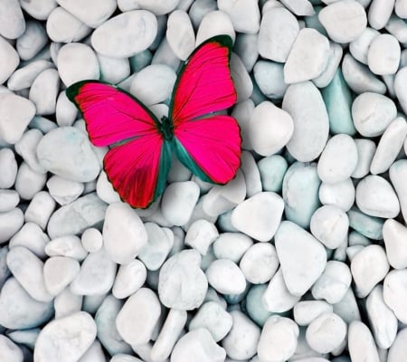 Pink Butterfly - nature, beauty, pink butterfly, stones