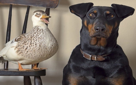 Say What... - pets, dobermans, humor, dogs, funny, ducks, animals