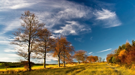 Sky - nature, sky, tree, cloud