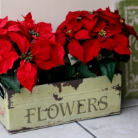 âœ¿ Fresh Poinsettias âœ¿