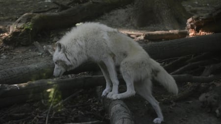 white_wolf - abstract, grey wolf, nature, wolf, majestic, canine, friendship, arctic