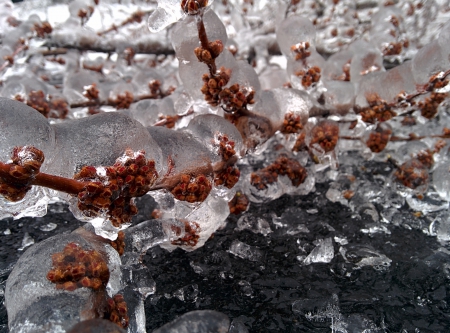 Frozen Fallen Branch - winter, frozen, berries, branch, cold