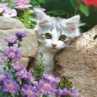 Cute kitten in a garden