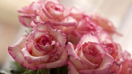 Roses - flowers, beautiful, roses, pink